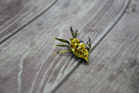 Dabbing floater crab