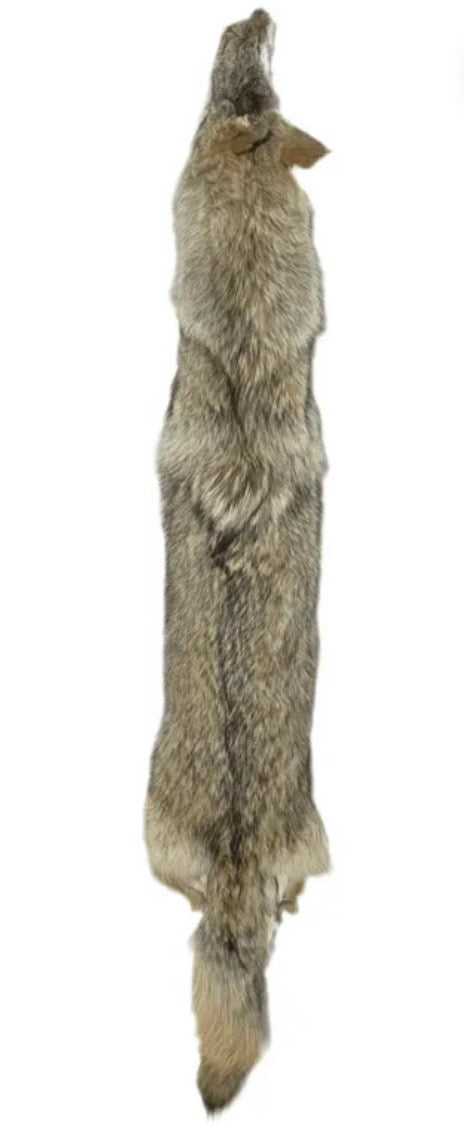 Coyote pelt