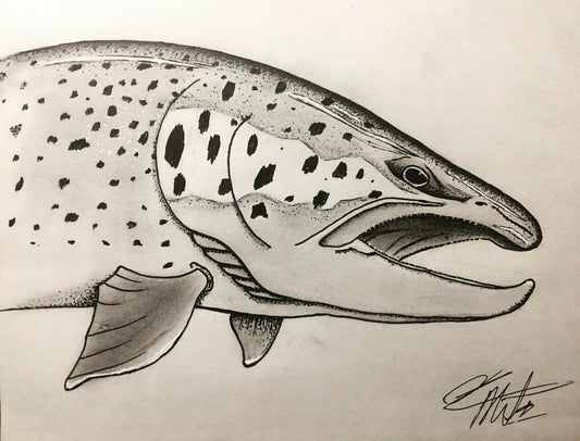 Brown Trout Graphite Print