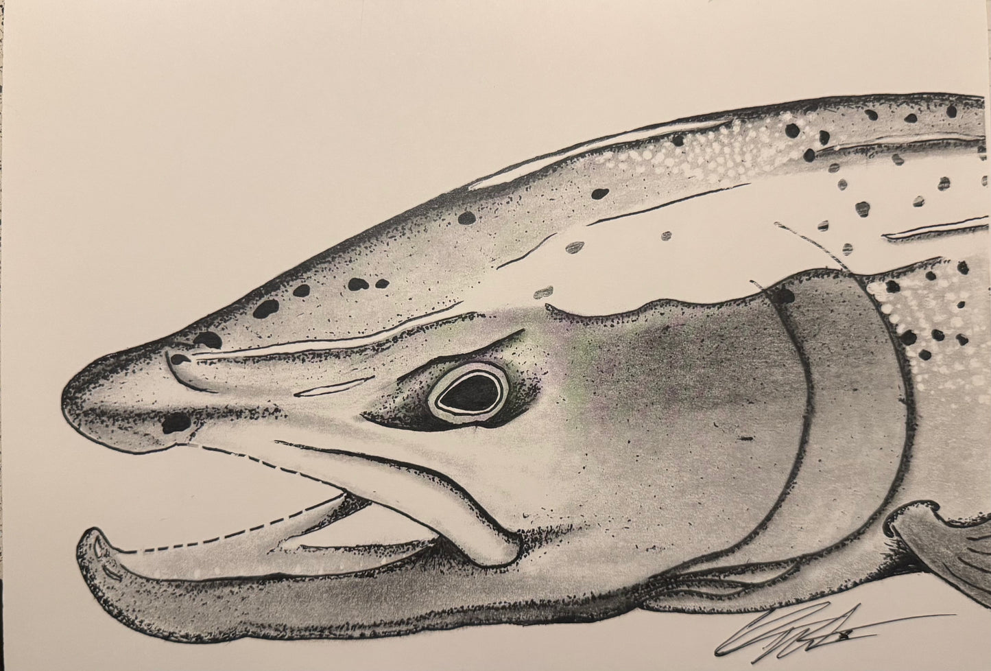 Rainbow Trout Graphite Print