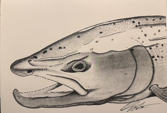 Rainbow Trout Graphite Print